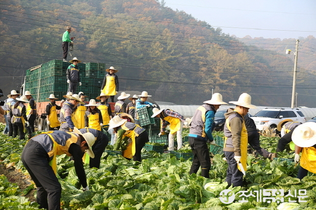 KB국민은행은 지난 5일, 경기도 광주시 남종면에서 임직원 50여명이 참여해 김장배추를 수확하는 봉사활동을 실시했다.