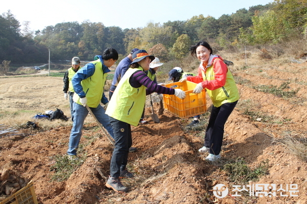 농협은행 여신심사본부 임직원 40여명은 안성농협 직원들과 안성시 고삼면 소재 농가들을 방문하여 마 수확을 실시하고 있다.