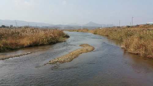 고병원성 AI 분변 시료가 채취된 천안 풍세면 봉강천 / 연합뉴스