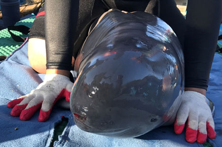 구조된 상괭이 / 부산아쿠아리움