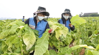 KT&G, 잎담배 농가 수확 봉사로 15년째 농민과 상생 실천