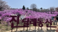 [포토뉴스] 부천 원미산 진달래동산에 만개한 진달래꽃