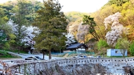 [포토뉴스] 남한산성 소나무 숲속과 어우러진 산벚꽃 장관