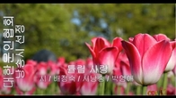 [詩가 있는 아침] 튤립 사랑