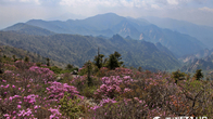 [포토뉴스] 설악산 중청에서 소청가는 길에 만난 귀한 꽃 '털진달래'