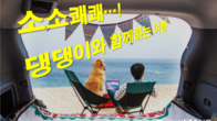 댕댕이와 함께 떠나기 좋은 여행지 7선...1500만 반려가족 '쾌재’