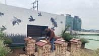 [르포] KB국민은행 옥상에 사는 꿀벌들을 아시나요?