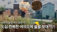 [조금뉴스] 사라진 꿀벌이 여기 있었네? 도심 한복판 여의도에 꿀벌 부대가?!