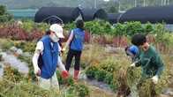 잡초 뽑는 변호사들…태평양‧동천, 발달장애 일터 봉사
