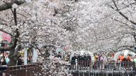 상춘객 유혹하는 연분홍 벚꽃 향연…진해군항제 인파 물결