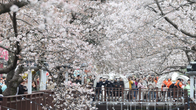 상춘객 유혹하는 연분홍 벚꽃 향연…진해군항제 인파 물결