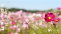 [詩가 있는 아침] 코스모스 꽃길