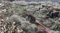 [포토뉴스] 봄을 부르는 광양 매화마을...매화꽃 만개