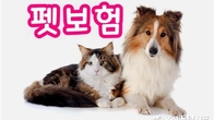 오늘부터 펫보험 재가입 주기 1년으로 단축…자기부담률도 30%↑