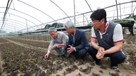 강호동 농협중앙회장, 부산 엽채류 재배농가 찾아 상추 생육 점검