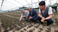 강호동 농협중앙회장, 부산 엽채류 재배농가 찾아 상추 생육 점검
