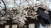 [포토뉴스] 봄 햇살 받고 매화 만개…낙선재·운현궁, 도심 속 고즈넉한 풍경