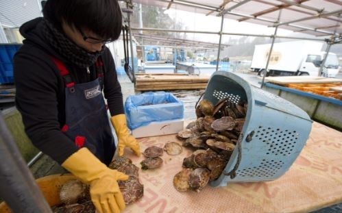 일본 수산물, 오염수 방류 후 첫 中수출…홋카이도 가리비 출하